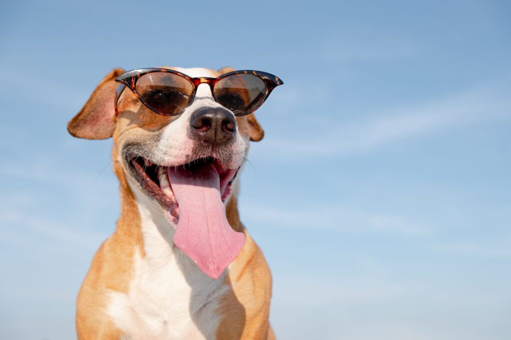 A Weekly Dose of Pet News in the UAE