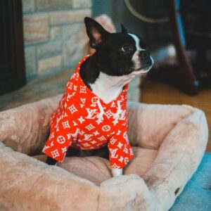 Best Luxury Dog Bed