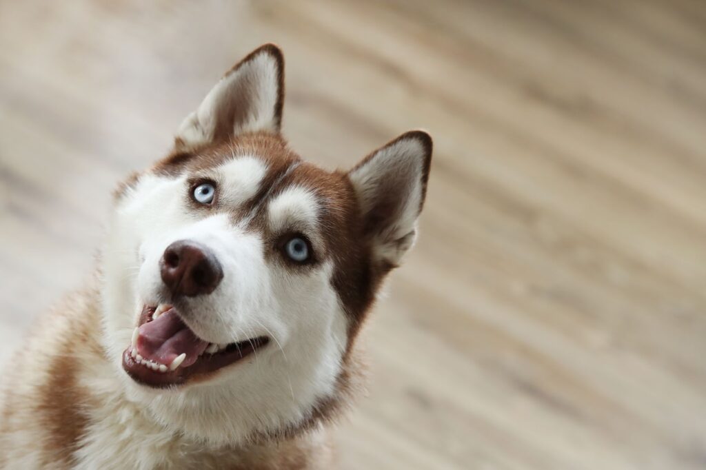 Discover Pet Adoption Events Happening in the UAE