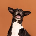 Discover Pet-Friendly Activities and Events in the UAE