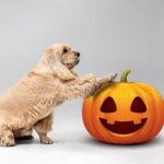Halloween Fun in the UAE Markets, Parties, and Adoption Days